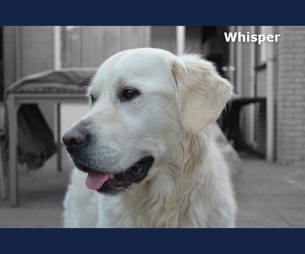 Golden Retriever Herplaatsing