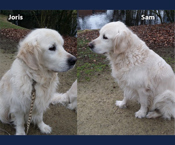 Golden Retriever Herplaatsing